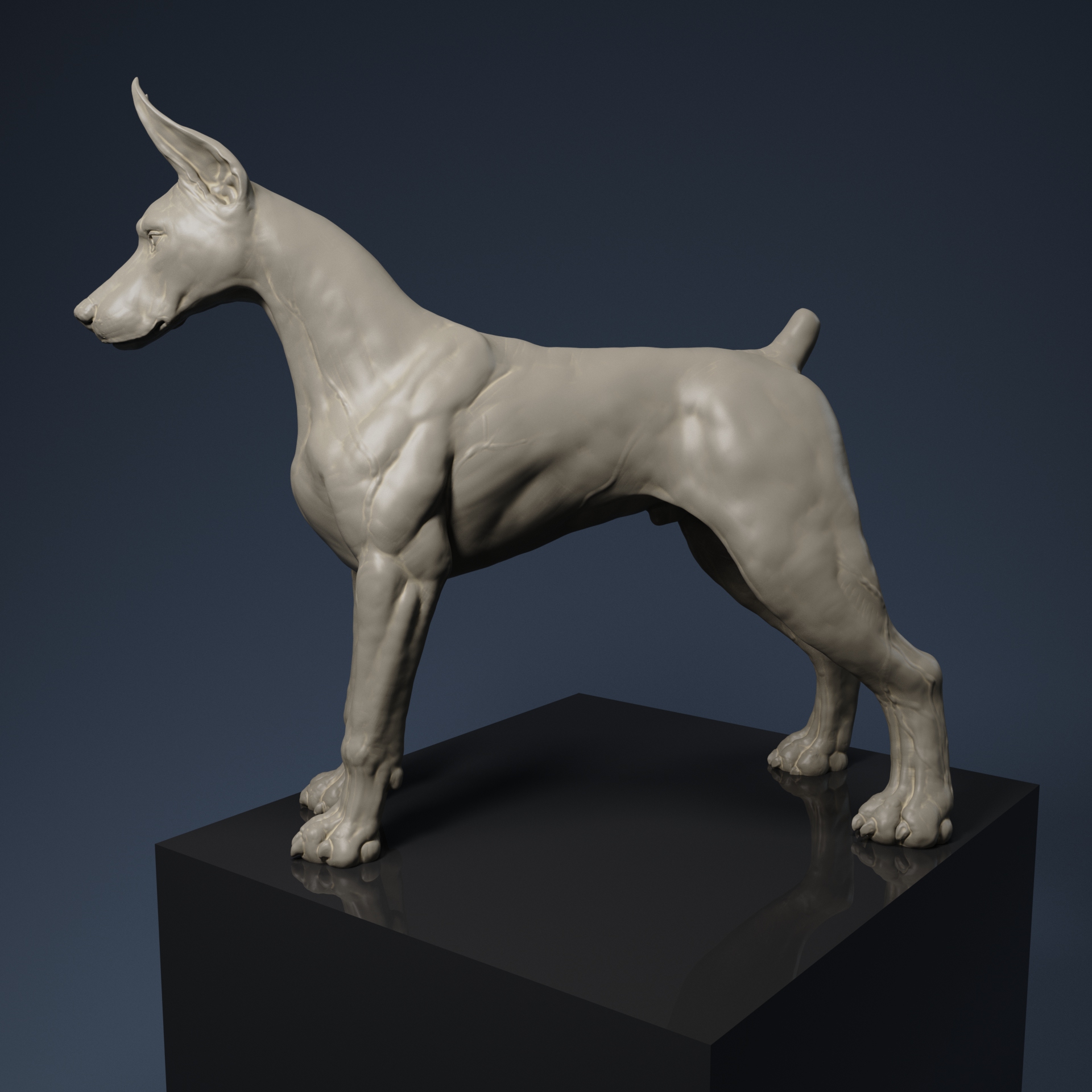 Doberman Pinscher
